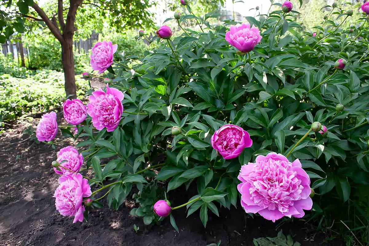 How Much Light Do Peonies Need