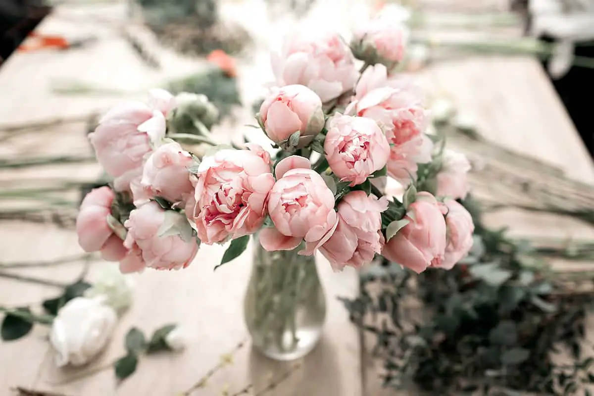 How Much are Pink Peonies
