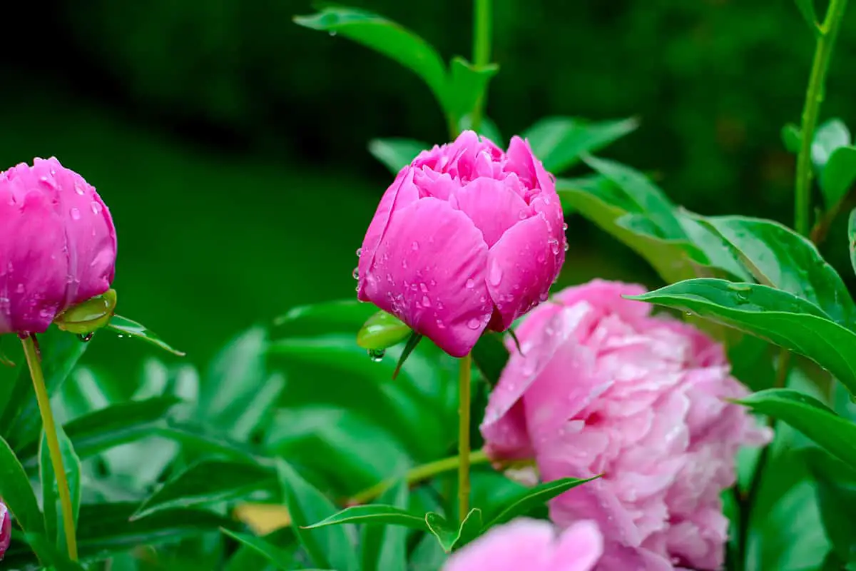 How Often Should Peonies be Watered