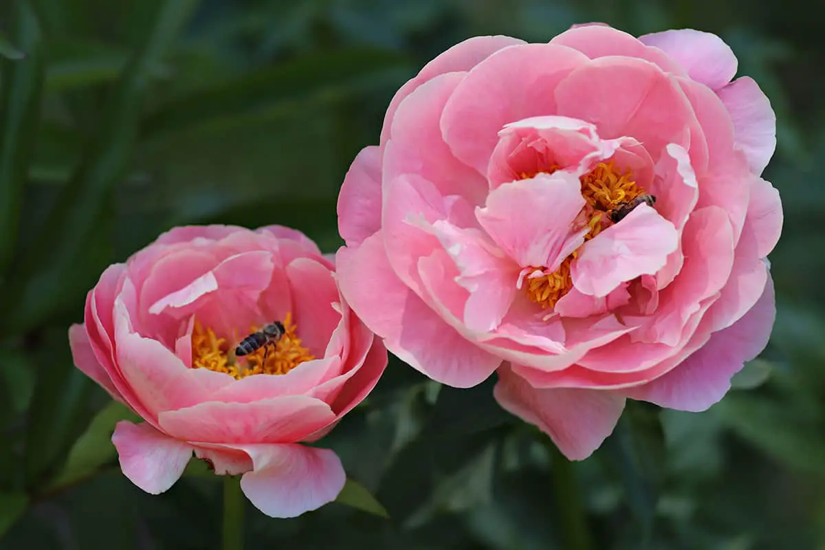 How to Care for Coral Peonies
