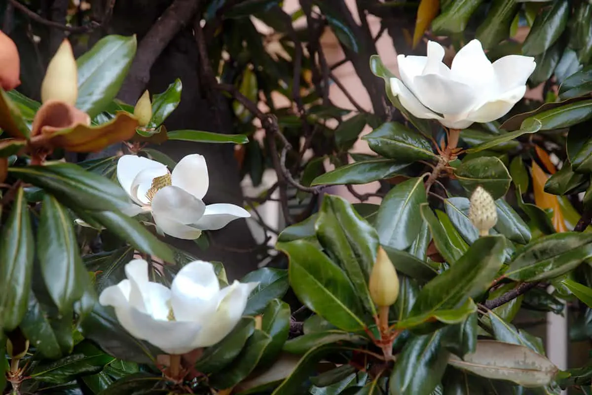 How to Care for your Little Gem Magnolia