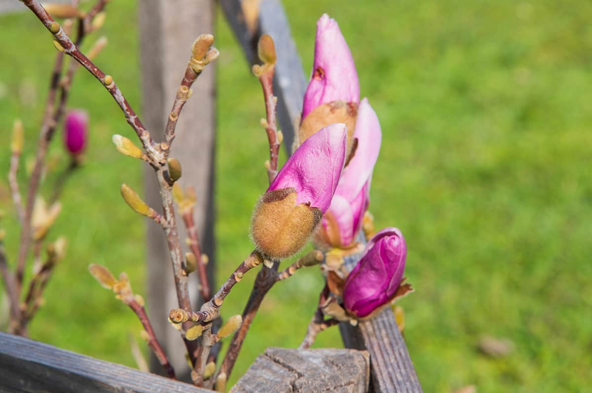 How to Care for your Magnolia Liliiflora Bird