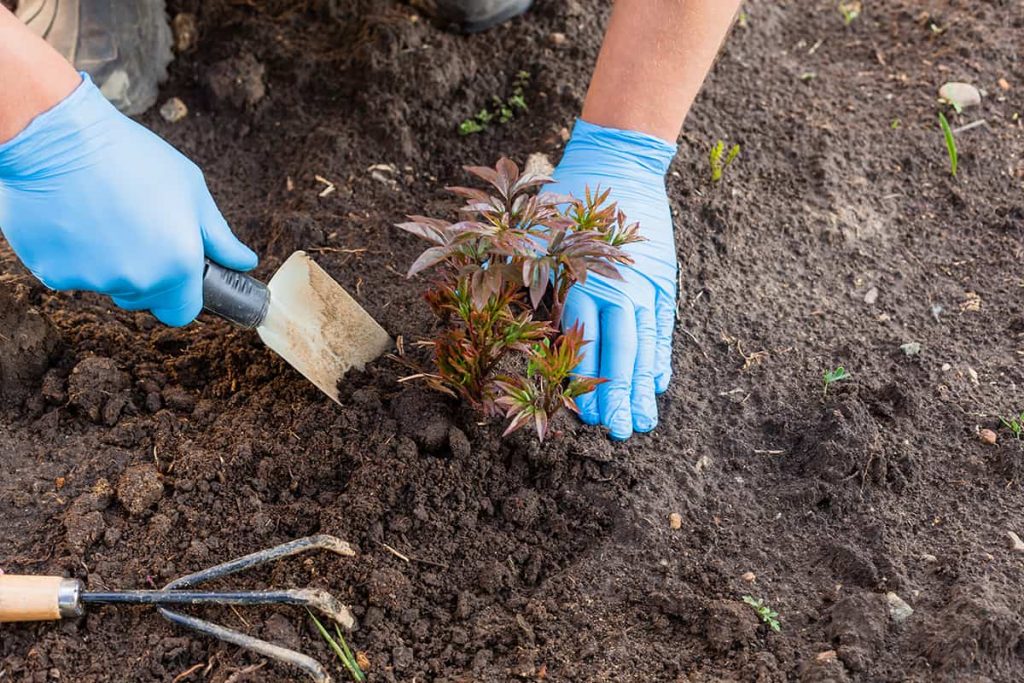 How to Choose Soil for Peonies Plantglossary