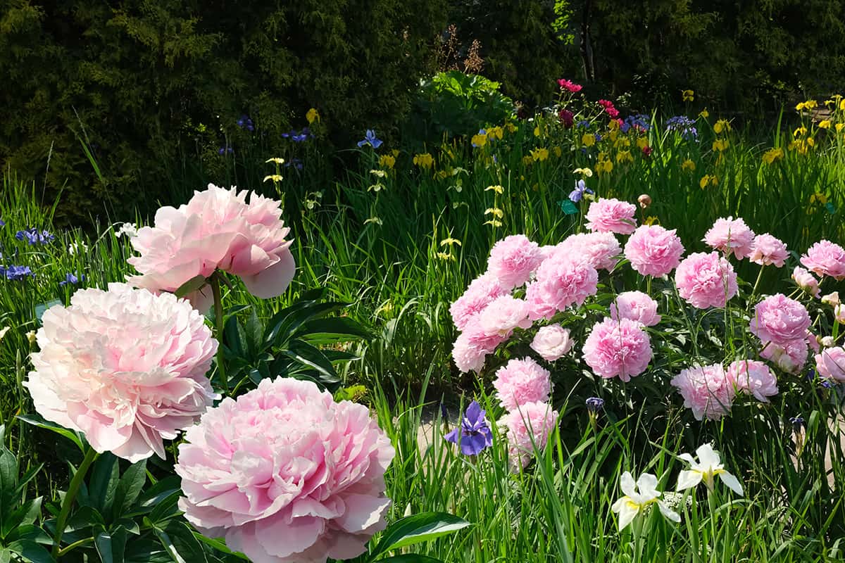 How to Grow Pink Peony Varieties