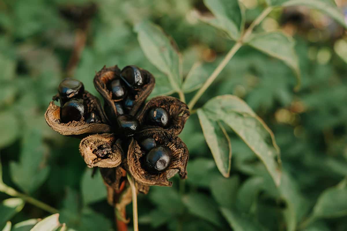 How to Harvest Peony Seeds