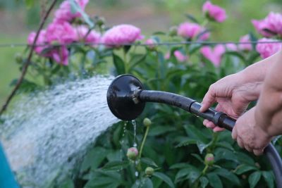 How to Water Peonies