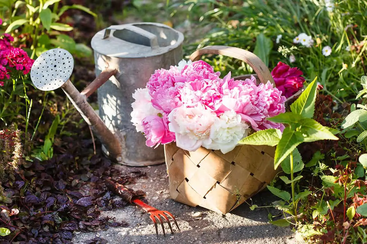 How to Water Potted Peonies