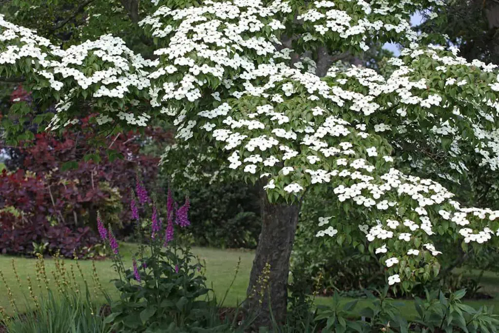 When Do Dogwood Trees Bloom? Plantglossary