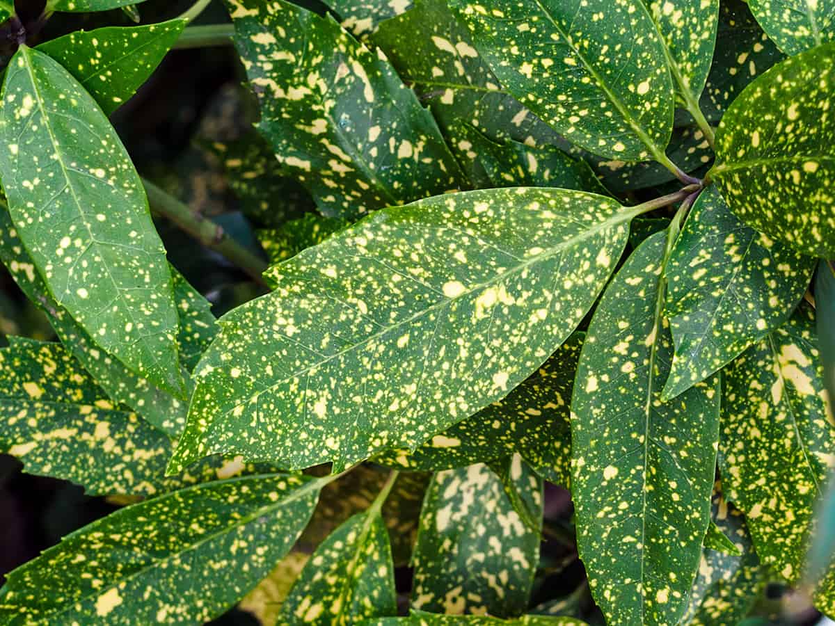 Leaf Spot