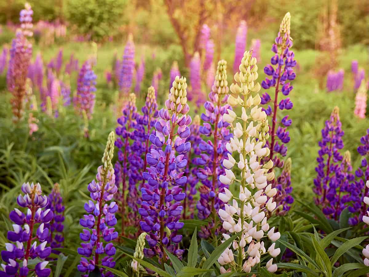 Lupine