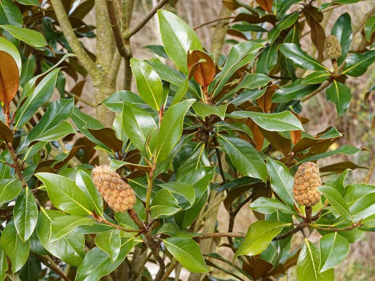 Magnolia Leaves Turning Brown (Causes & Solutions) Plantglossary