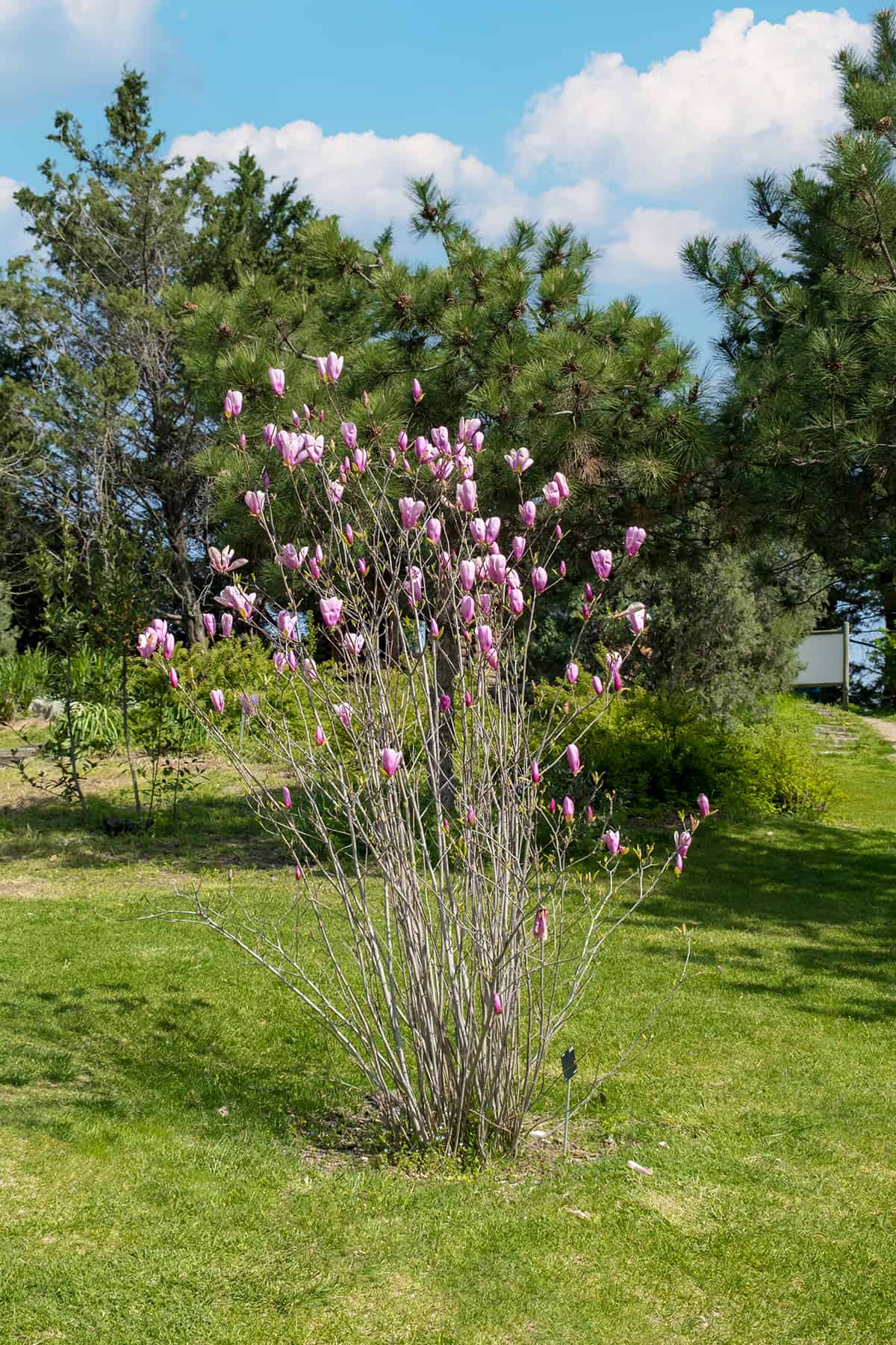 Magnolia Liliflora Soil