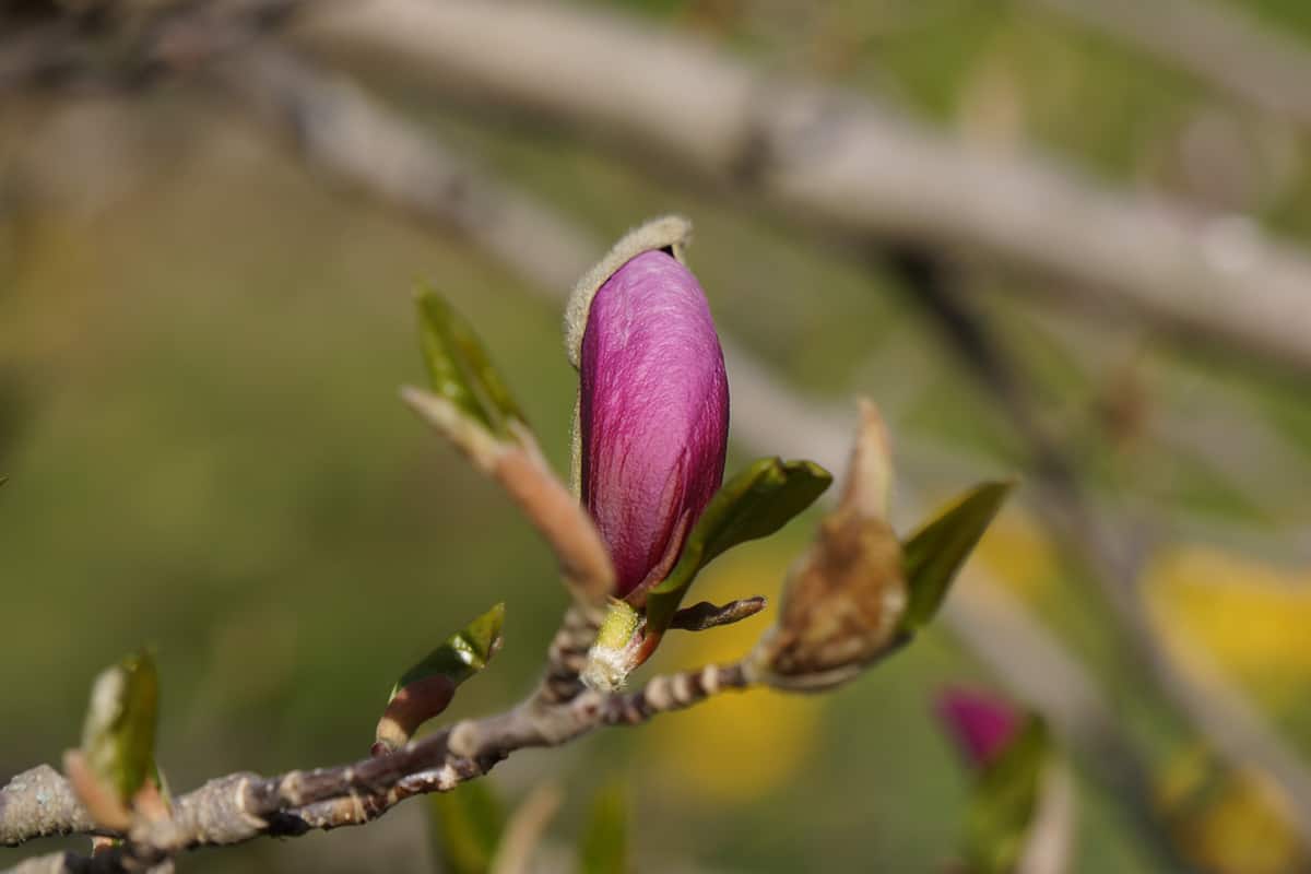 Magnolia Liliiflora Bird FAQ’s