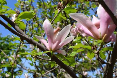 Magnolia Trees with Pink Flowers
