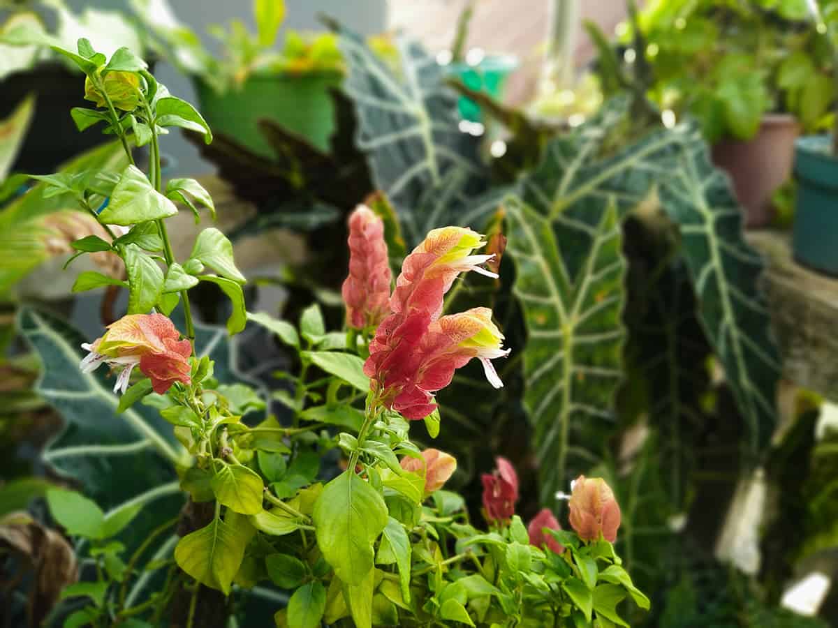 Mexican Shrimp Plant