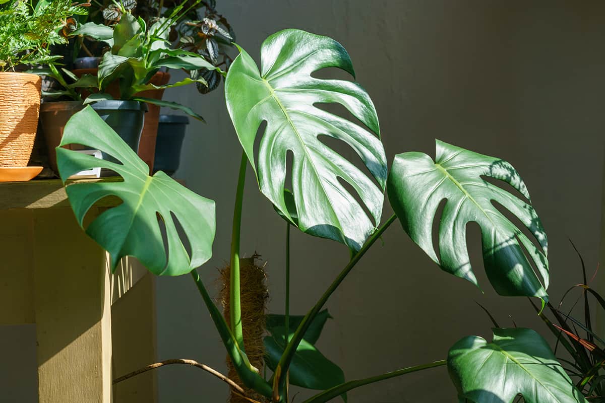 Monstera Deliciosa