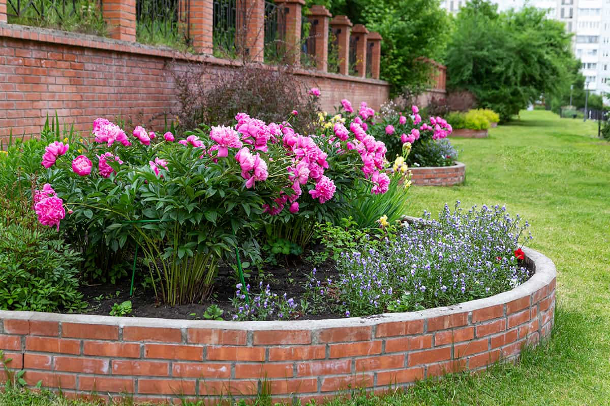 Native Peony Regions