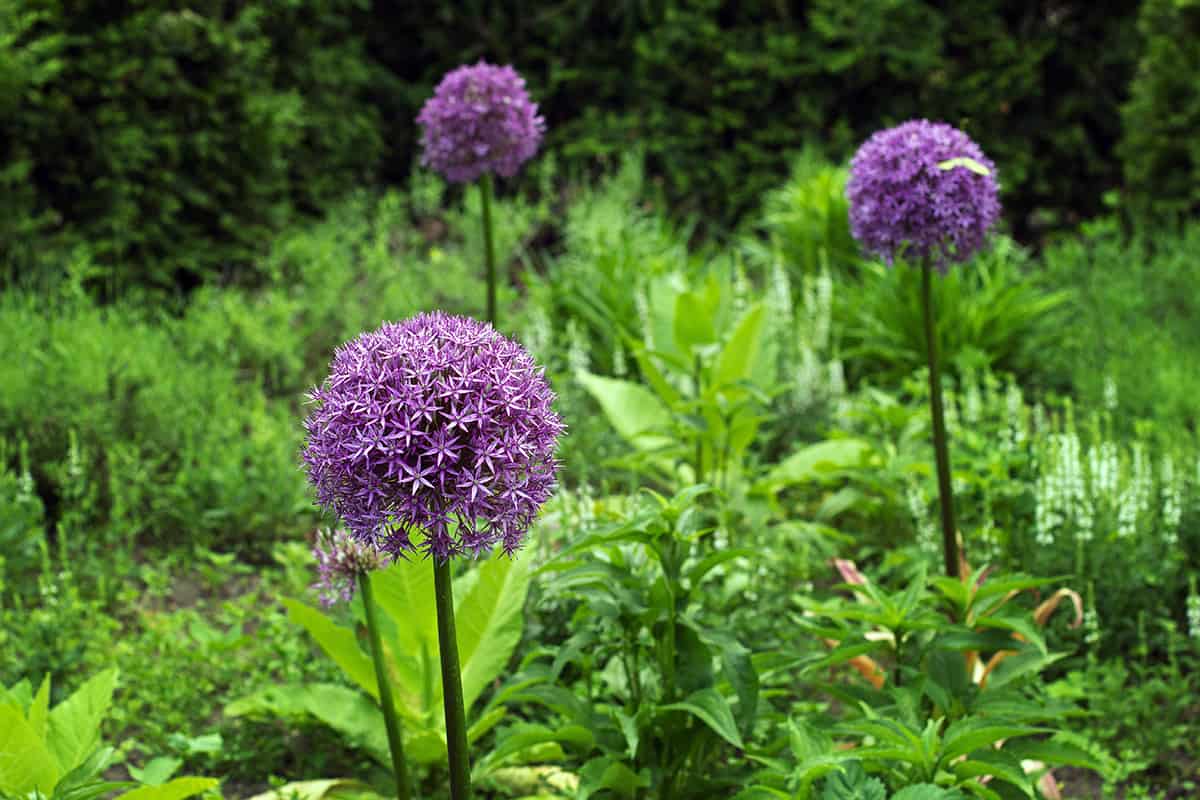 Ornamental Onion