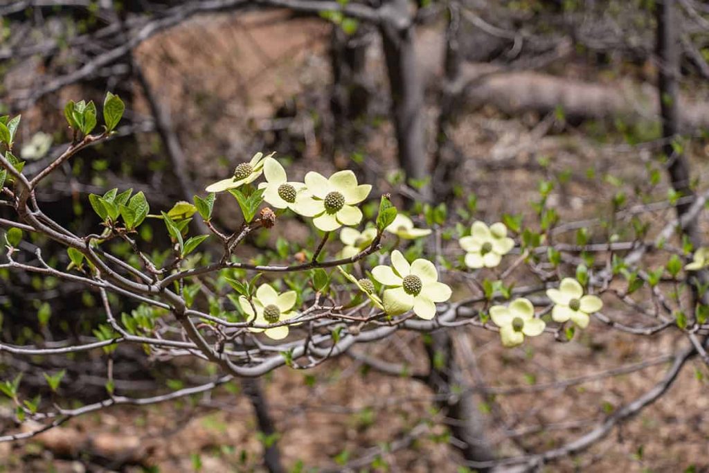 When Do Dogwood Trees Bloom? Plantglossary