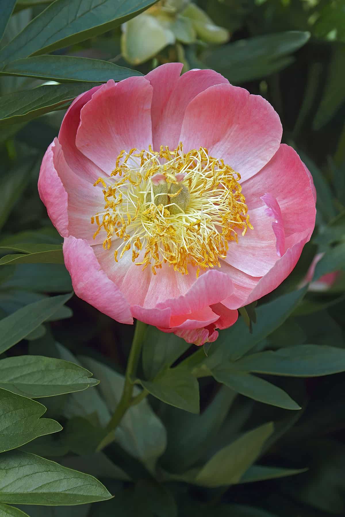 Paeonia coral and gold