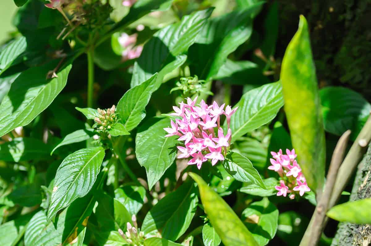 Pentas (Egyptian Star Cluster)