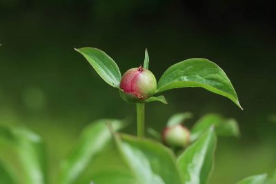 Peonies Growth Stages