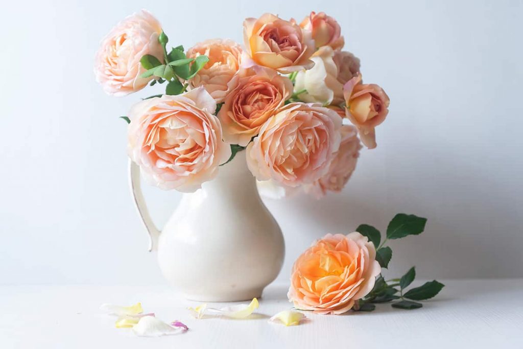 How Much Are Peonies? Plantglossary