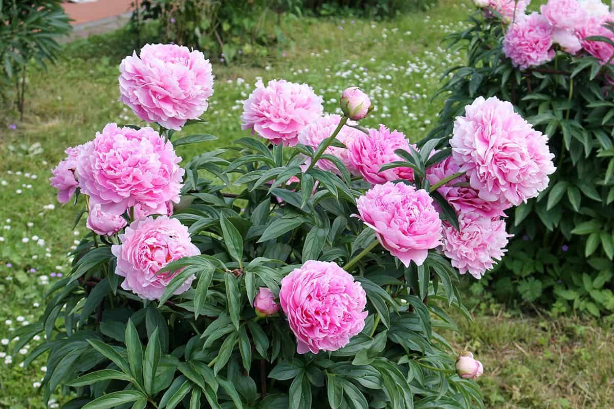 Peony Flower Size