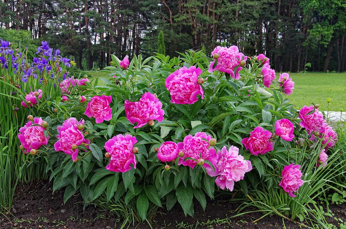 Peony Plant Spread Size