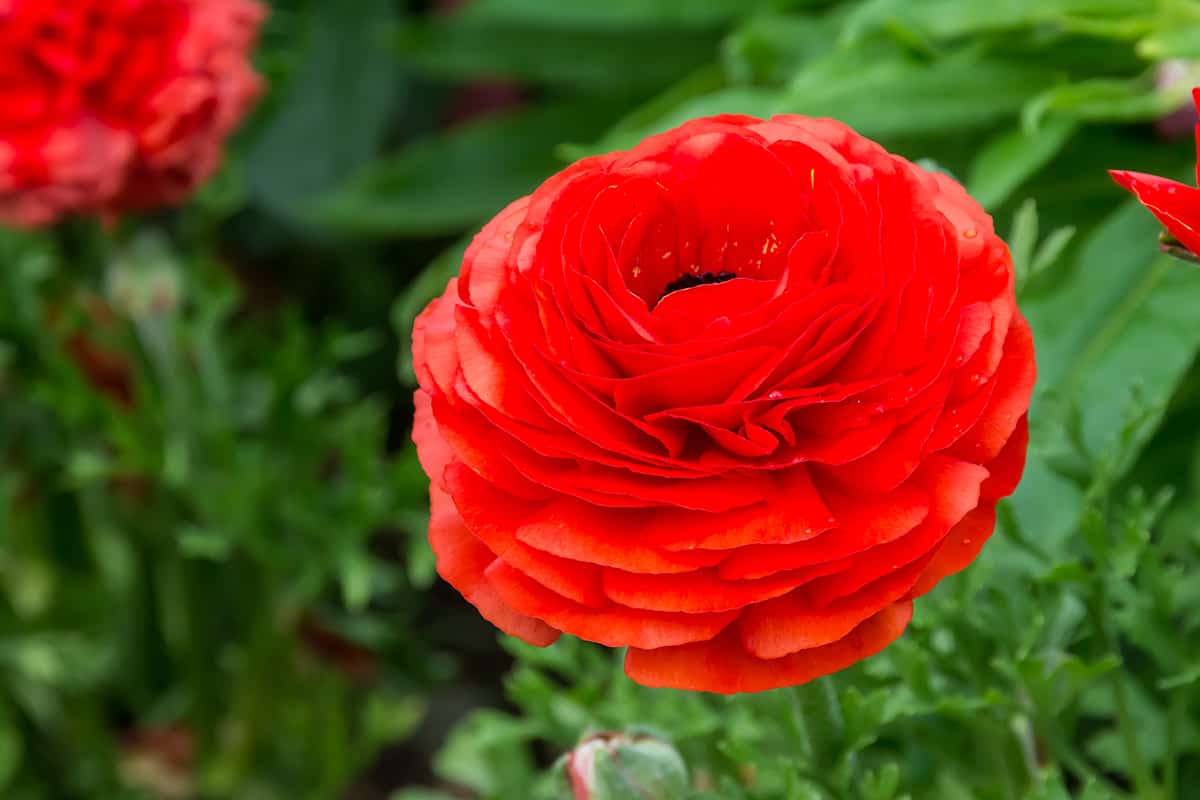 Persian Buttercup