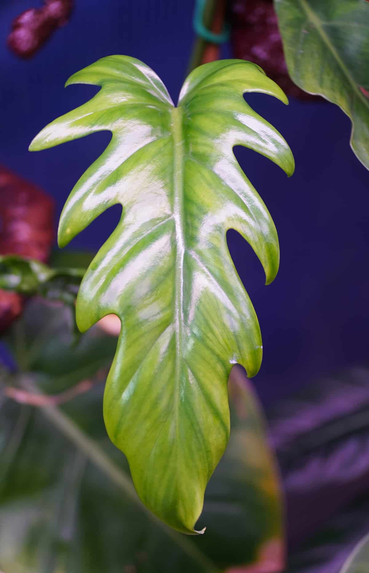 Philodendron elegans