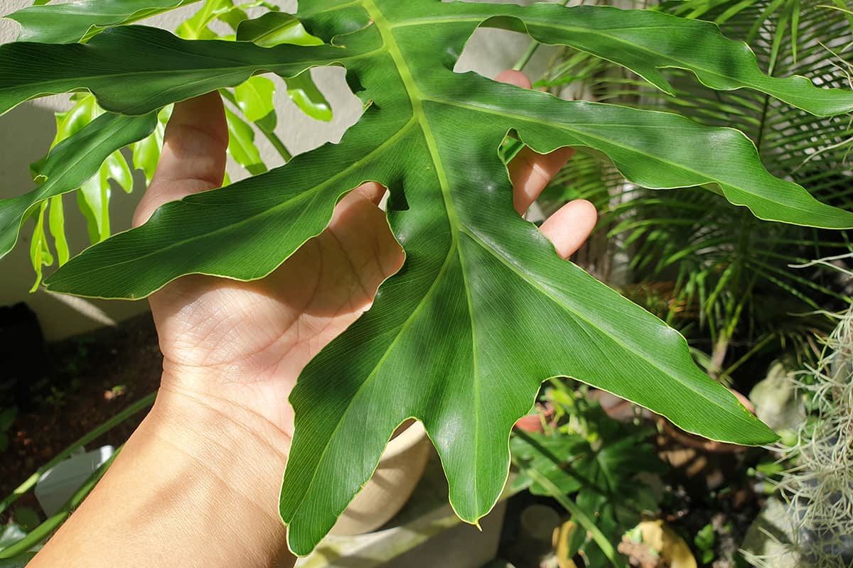 Philodendron radiatum