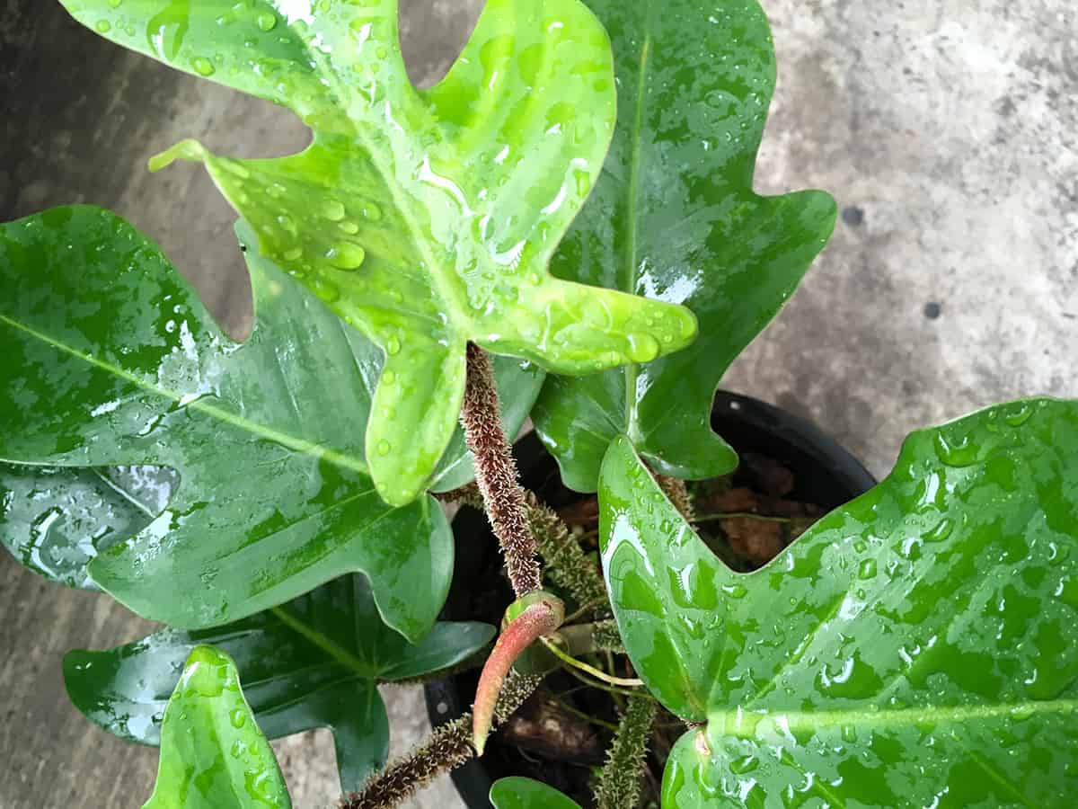 Philodendron squamiferum