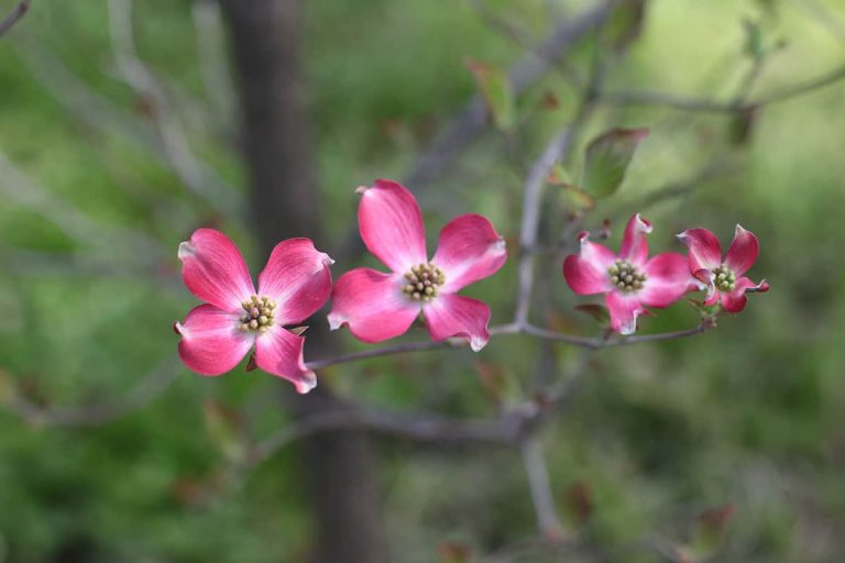 When Do Dogwood Trees Bloom? Plantglossary