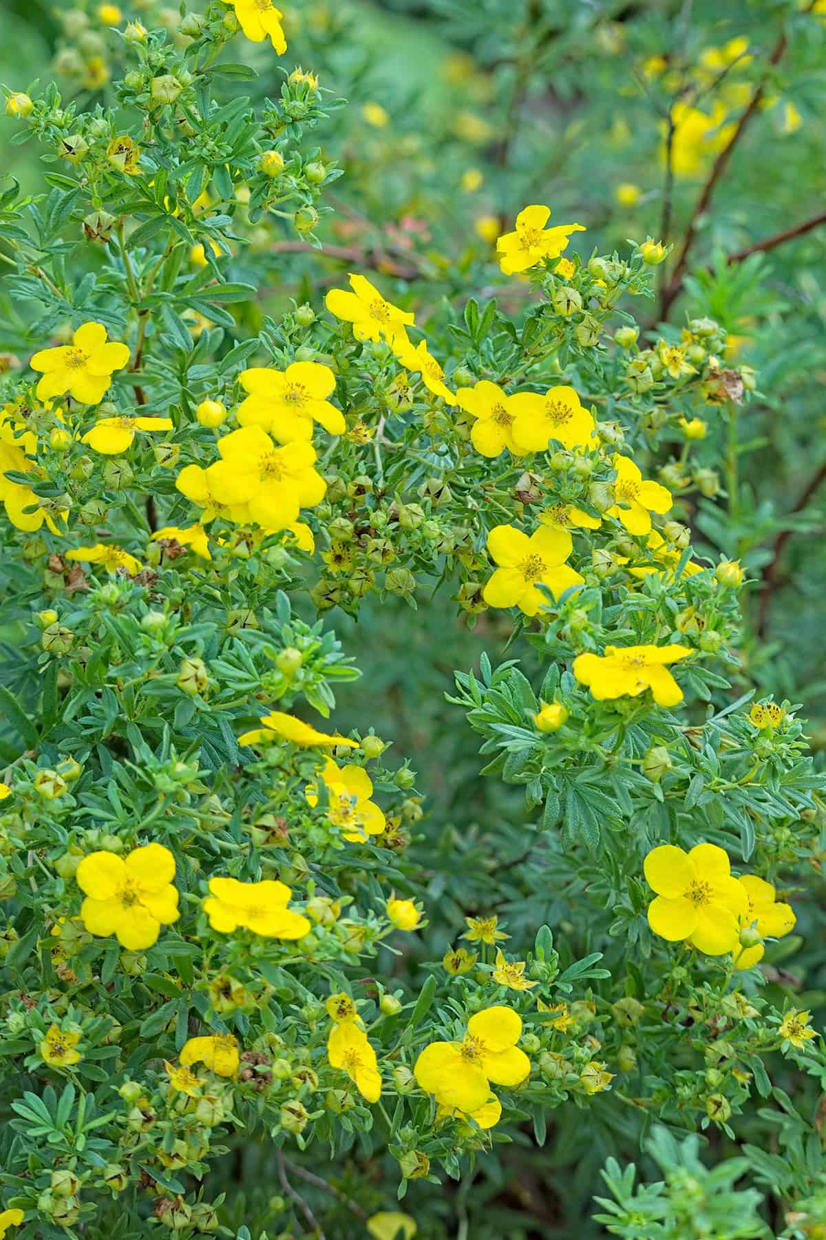Potentilla fruticosa ‘Goldfinger’