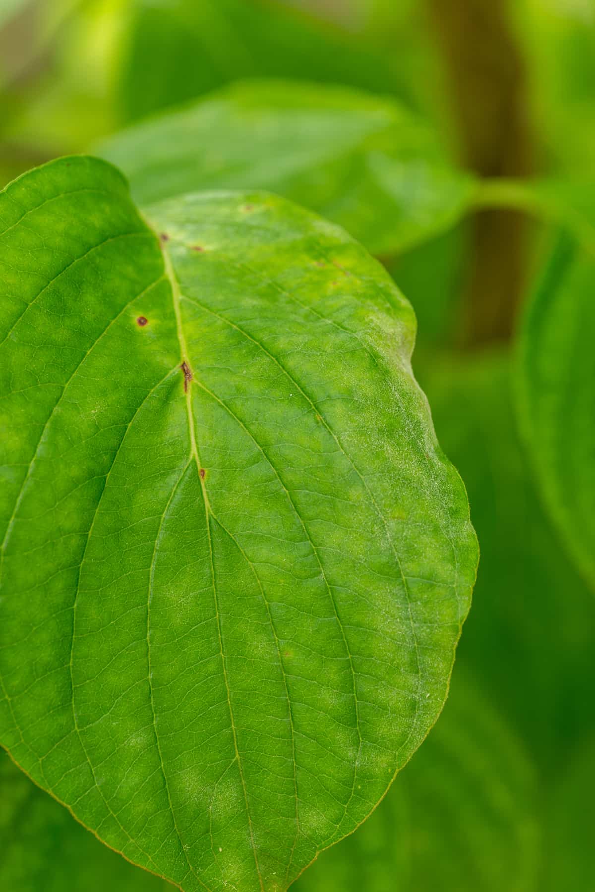 Powdery Mildew