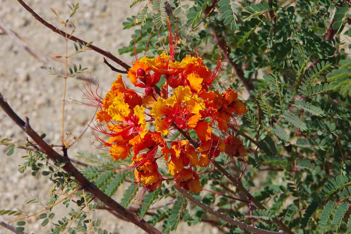 Pride of Barbados