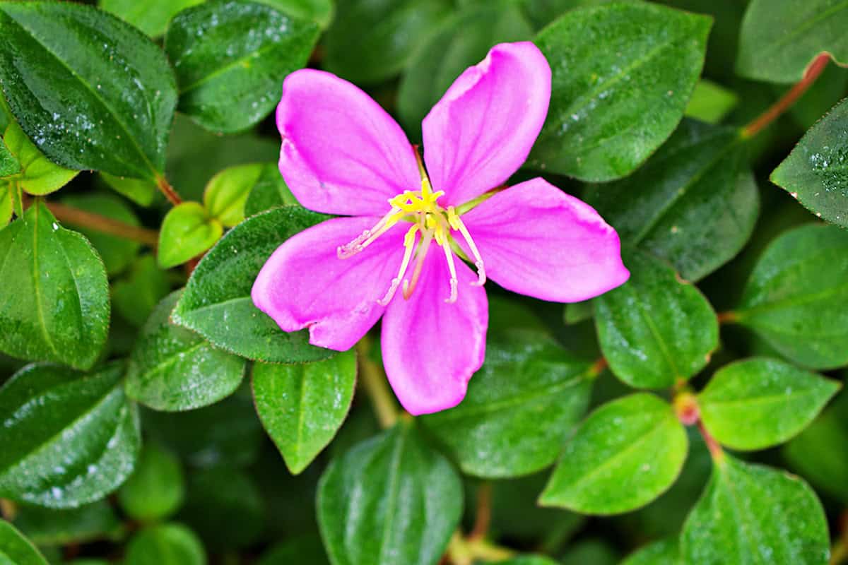 Princess Flower (Tibouchina urvilleana)