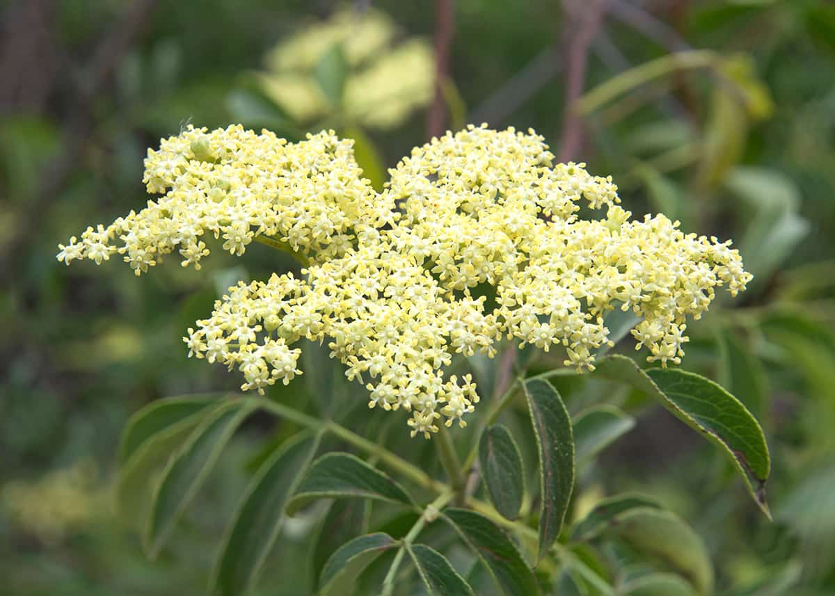 Roughleaf Dogwood