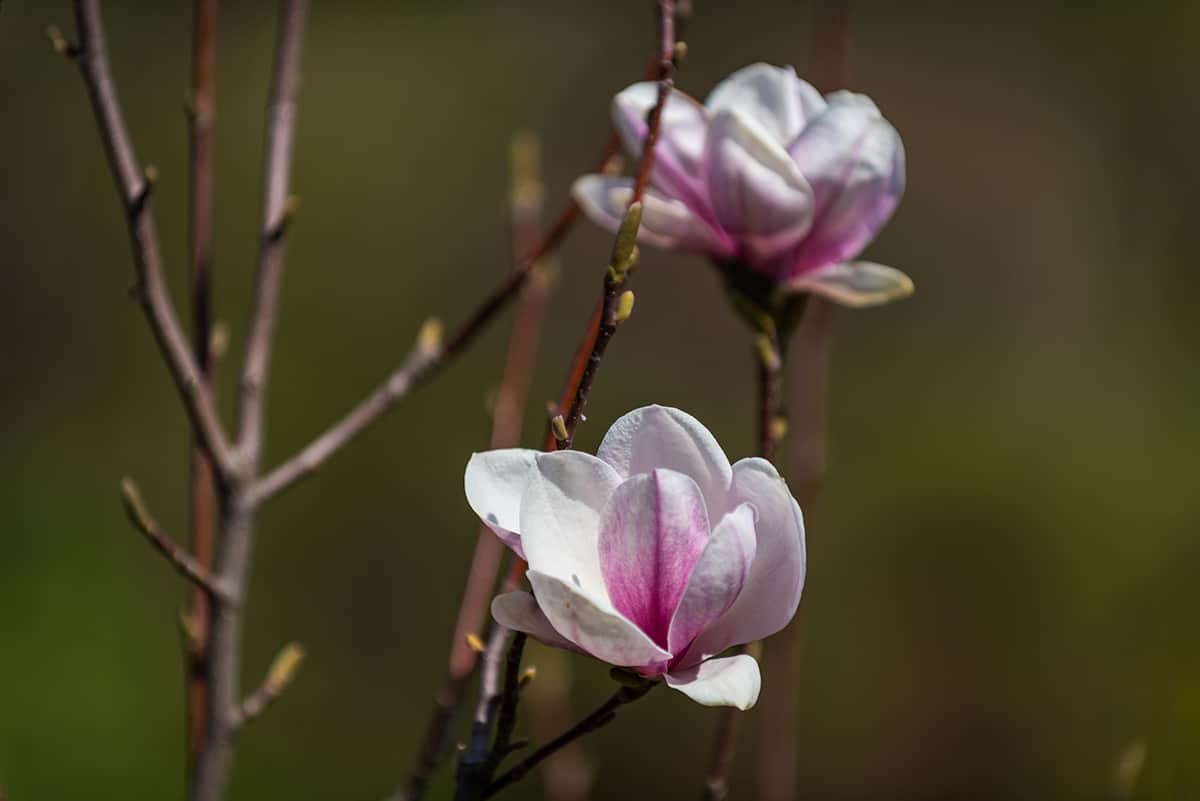 Saucer Magnolia ‘Rustica Rubra’