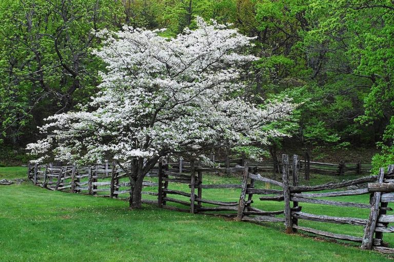 Best Time to Plant Dogwood Trees Plantglossary