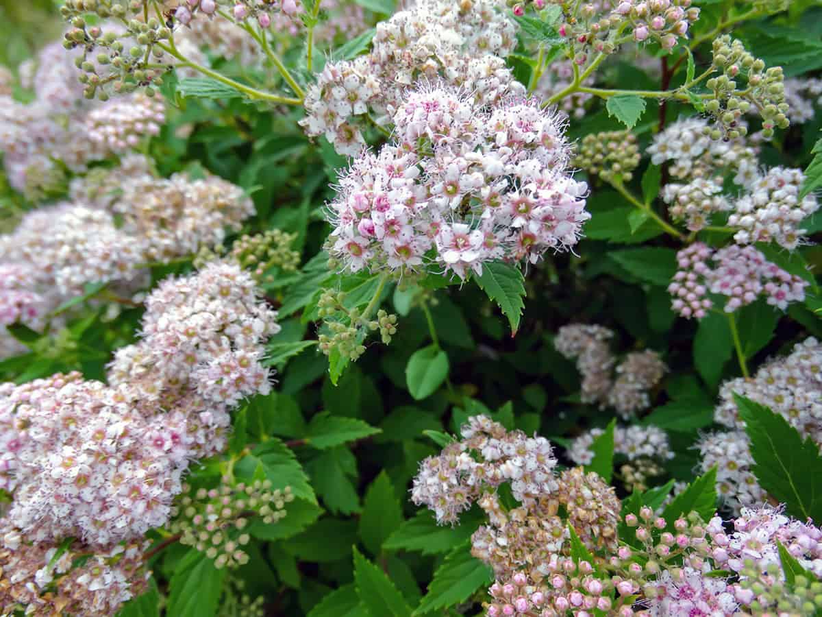 Spirea japonica ‘Little Princess’
