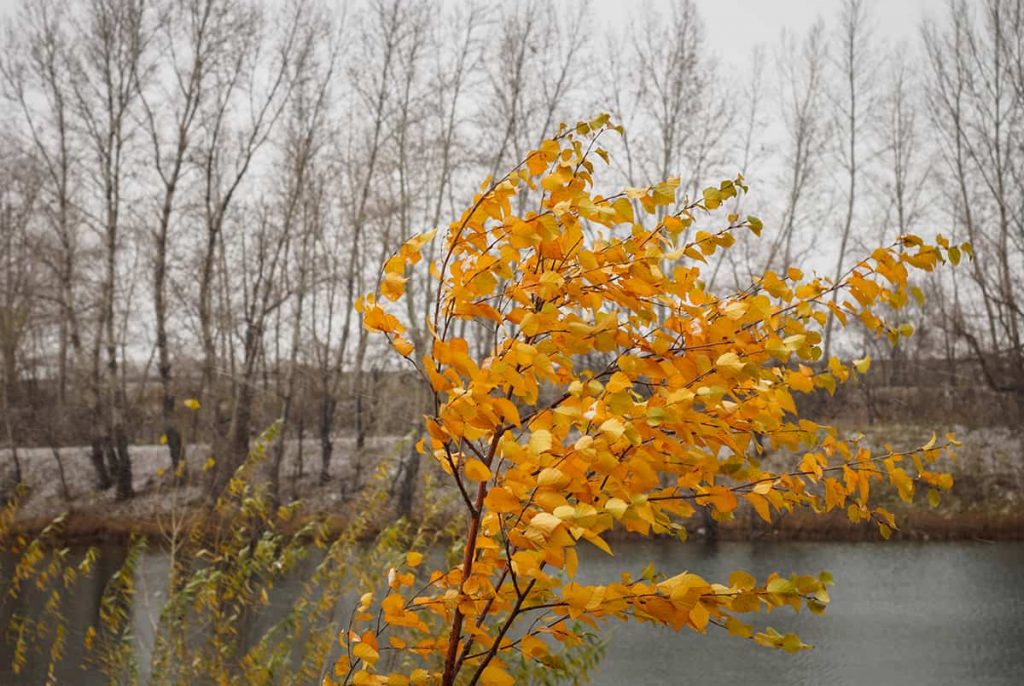 Magnolia Leaves Turning Brown (Causes & Solutions) Plantglossary