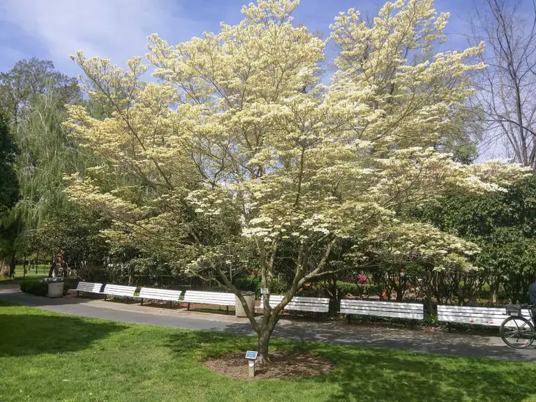 The History of The Dogwood Tree - Plantglossary