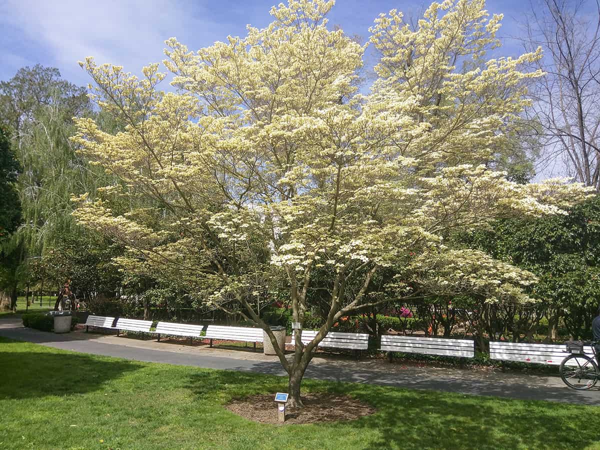 The Dogwood Tree and State Flower History