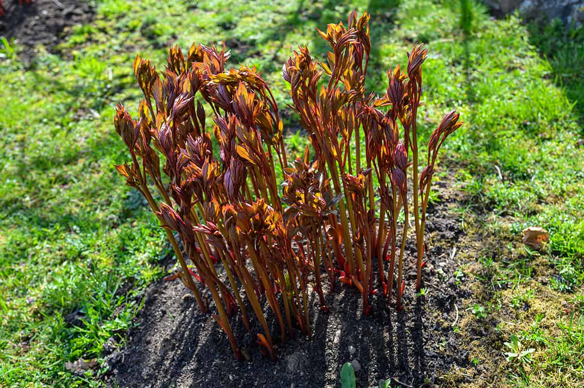 Tips for Planting Peonies