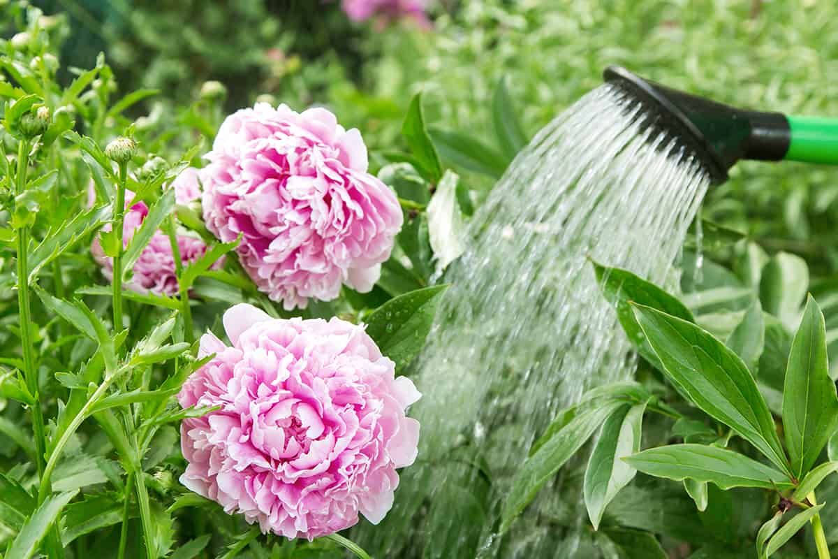 Tips for Watering Peonies