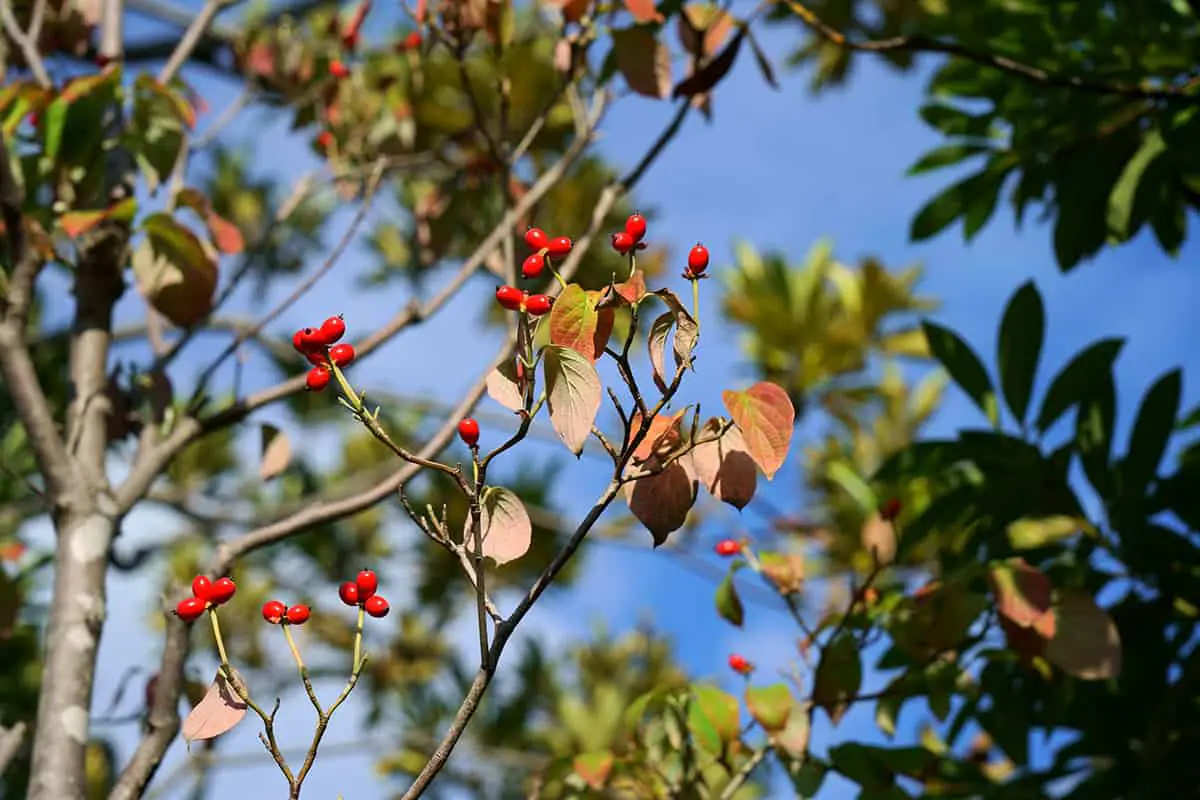 Types of Dogwood Trees with Red Berries