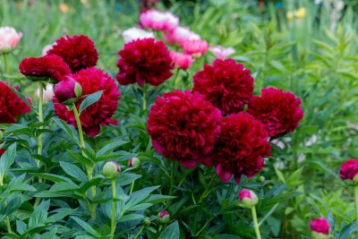 Types of Red Peonies