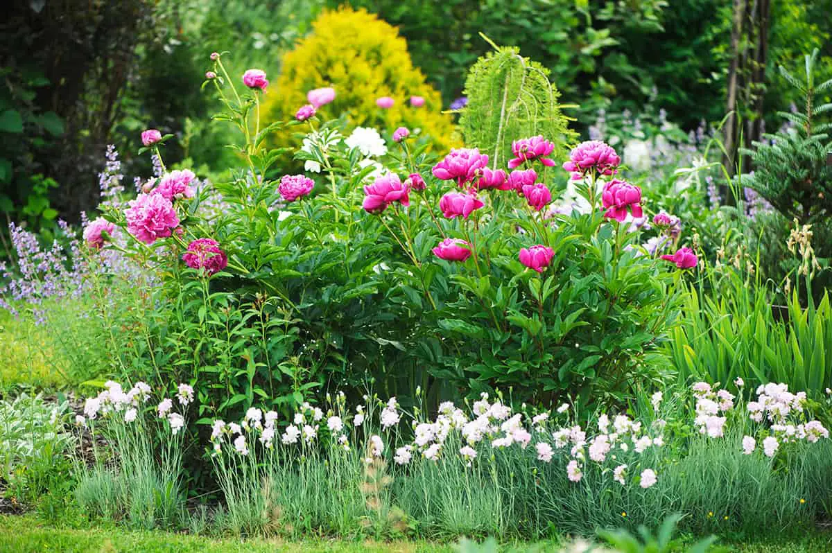What to Plant with Peonies